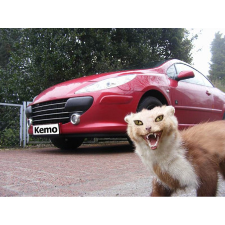 Ultraschallabweisende Mäuse Martens Nagetiere Motorhaube 12V DC